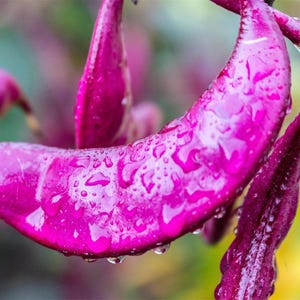 May include: Vibrant magenta hyacinth bean pods hanging from a stem, covered in clear water droplets. The curved, fleshy legumes display a deep purple-pink hue with a smooth, slightly textured surface, reflecting light through the moisture.