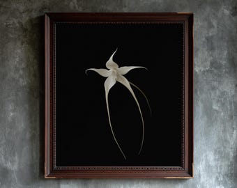 May include: A framed wall art piece featuring a single white ghost orchid flower centered against a solid black background. The artwork is enclosed in a dark brown wooden frame with a textured inner border and a smooth outer edge finish.