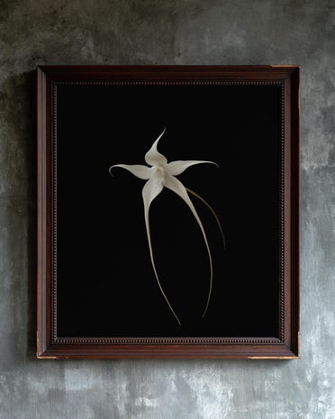Ghost Orchid print from the Duskwood Fell shop