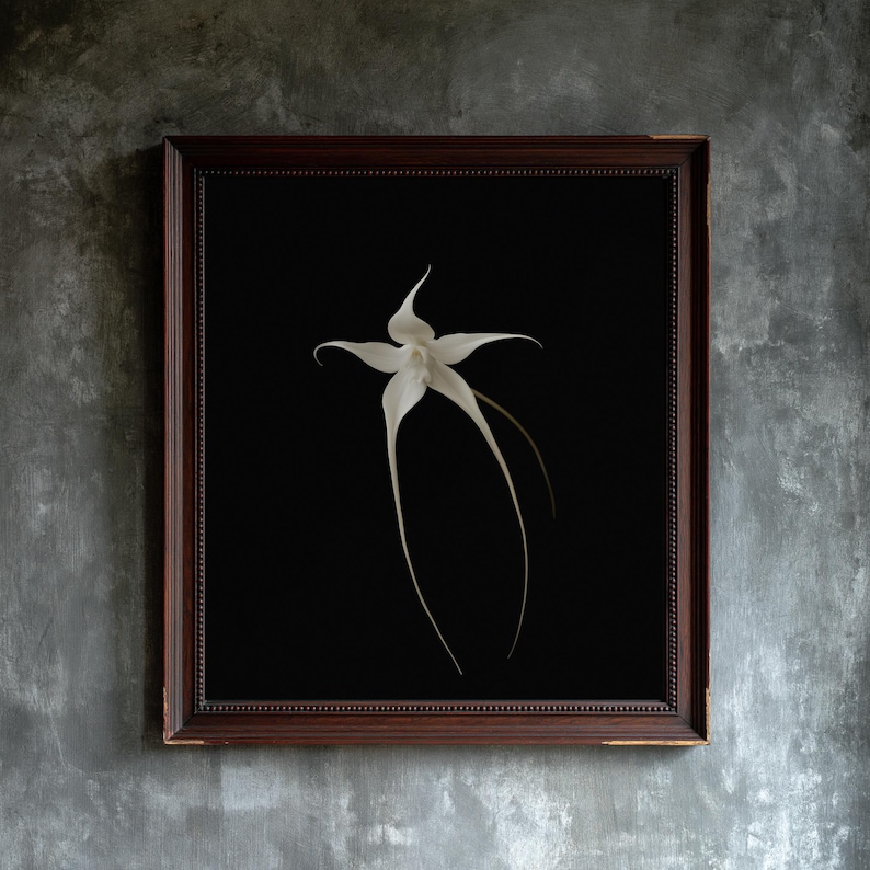 Ghost Orchid Print, Dark Academia Wall Art, Gothic Cabinet of Curiosities Decor, Digital Download image 1