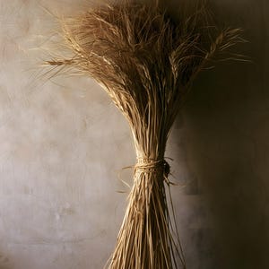 Herbarium-Druck einer getrockneten Weizengarbe, Wandbild im Stil der Dark Academia, gotische Schrankdekoration (Digitaler Download) Bild 8