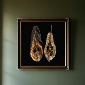 May include: A square framed wall art piece featuring two dried, halved pear specimens displayed against a solid black background. The left pear is dark brown and textured, while the right pear is lighter tan with visible seeds and a stem.
