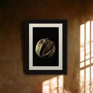 Black Walnut Print, Split Husk Art, Dark Academia Study Art, Olive and Brown Printable image 7