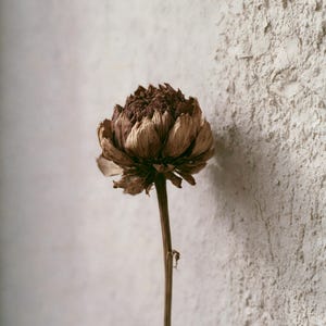May include: A single dried flower with a dark brown, tightly packed center and layered, light brown petals. The flower is attached to a thin, straight, brown stem. The petals appear brittle and textured, showing natural signs of aging and dehydration.