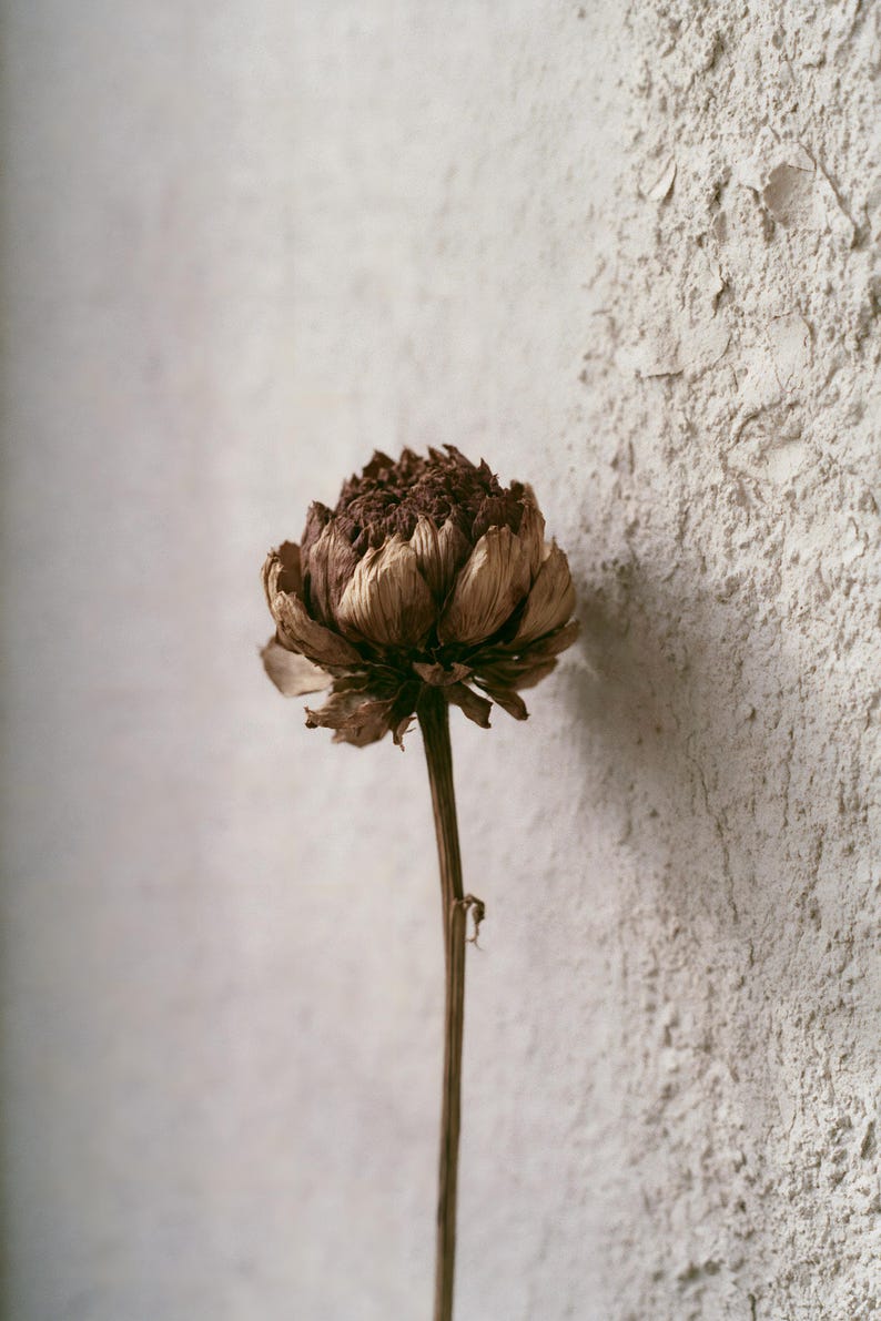 May include: A single dried flower with a dark brown, tightly packed center and layered, light brown petals. The flower is attached to a thin, straight, brown stem. The petals appear brittle and textured, showing natural signs of aging and dehydration.