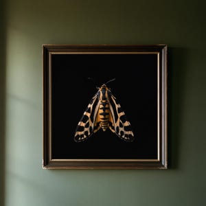 Estampado de polilla tigre, arte mural de estilo Dark Academia, decoración gótica de gabinete de curiosidades, descarga digital. imagen 1