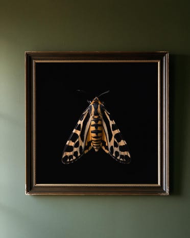 Tiger Moth print from the Duskwood Fell shop