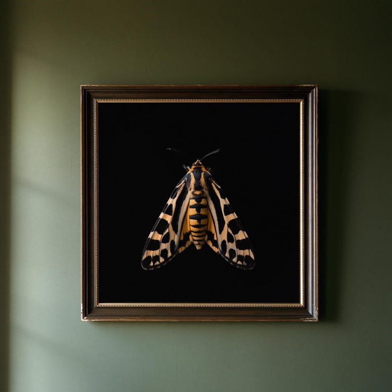 Estampado de polilla tigre, arte mural de estilo Dark Academia, decoración gótica de gabinete de curiosidades, descarga digital. imagen 1