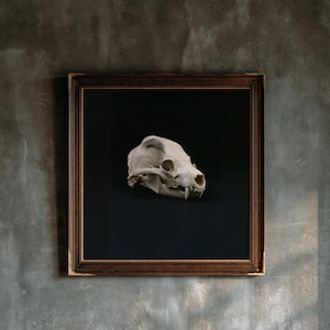 Animal Skull Print, Dark Academia Gothic Decor (Digital Download) image 1