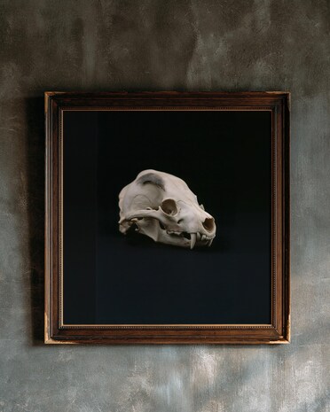 Animal Skull print from the Duskwood Fell shop