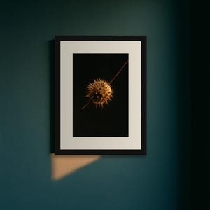 Datura Seed Pod Poison Garden Print, Dark Academia Gothic Wall Art (Digital Download) image 9
