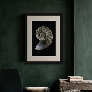 Lámina con sección transversal de concha de nautilo, arte mural de estilo Dark Academia, decoración gótica para armarios (descarga digital) imagen 8