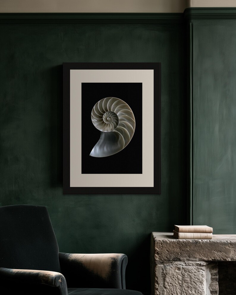 Lámina con sección transversal de concha de nautilo, arte mural de estilo Dark Academia, decoración gótica para armarios (descarga digital) imagen 8