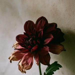 May include: A deep burgundy dahlia flower with multiple layers of pointed petals. The lower petals show a transition to a faded, light tan color at the tips. The flower is attached to a thin green stem with a single visible green leaf at the base.