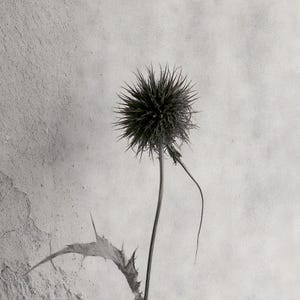 Puede incluir: Una fotograf&iacute;a en blanco y negro de una planta de cardo. La cabeza floral esf&eacute;rica est&aacute; cubierta de espinas afiladas y radiantes. Un tallo largo y delgado se extiende hacia abajo y una hoja &uacute;nica, dentada y puntiaguda, sobresale de la parte inferior.