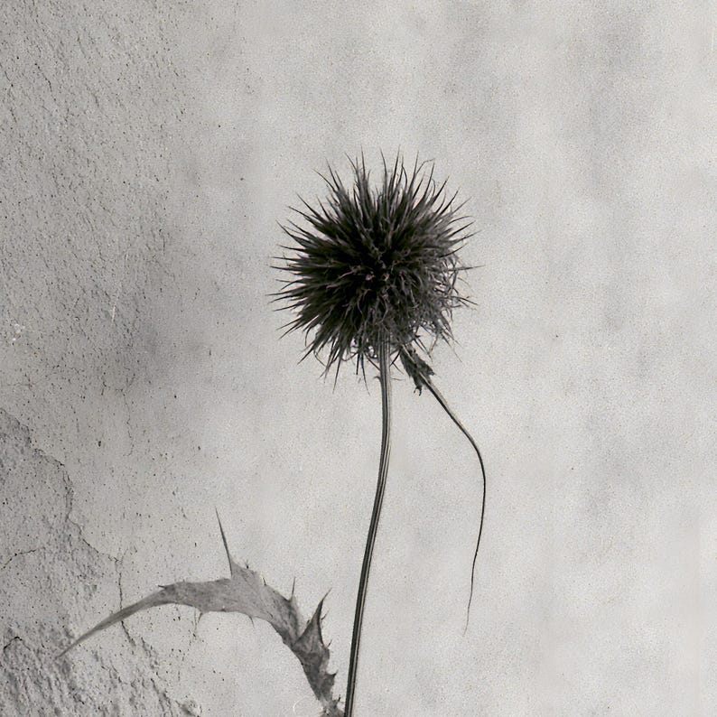 Puede incluir: Una fotograf&iacute;a en blanco y negro de una planta de cardo. La cabeza floral esf&eacute;rica est&aacute; cubierta de espinas afiladas y radiantes. Un tallo largo y delgado se extiende hacia abajo y una hoja &uacute;nica, dentada y puntiaguda, sobresale de la parte inferior.