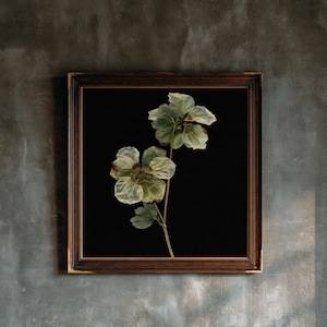 Pressed Hellebore Herbarium Print, Dark Academia Wall Art, Gothic Cabinet of Curiosities Decor, Digital Download image 1