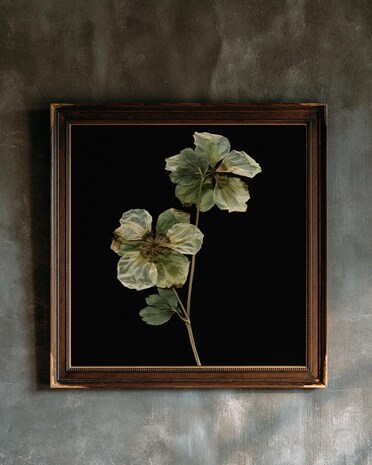 Pressed Hellebore print from the Duskwood Fell shop