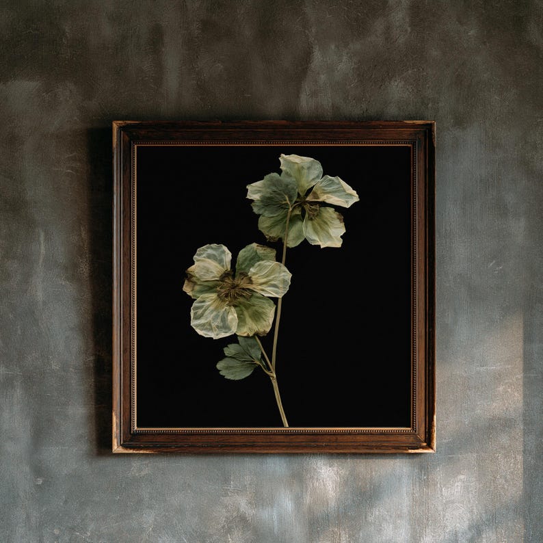 Pressed Hellebore Herbarium Print, Dark Academia Wall Art, Gothic Cabinet of Curiosities Decor, Digital Download image 1