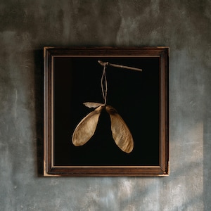 May include: A square framed wall art piece featuring a dark brown wooden frame with a black background. Inside the frame, two dried, light brown maple seed pods are suspended from a thin, horizontal twig by a delicate, light-coloured string.