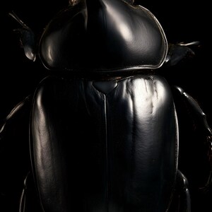 Rhinoceros Beetle Print, Dark Academia Wall Art, Gothic Cabinet of Curiosities Decor, Digital Download image 4