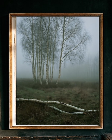 Silver Birch in Fog print from the Duskwood Fell shop