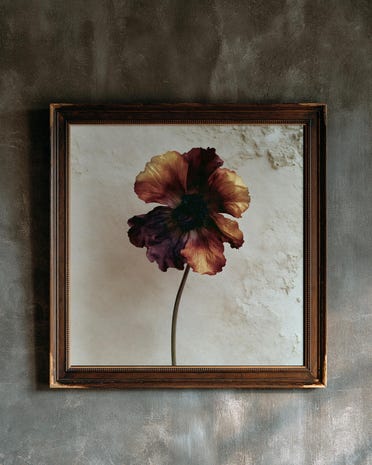 Wine Anemone print from the Duskwood Fell shop