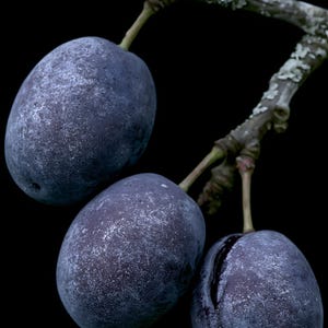 Damson Plums Print, Fruit on Twig Art, Dark Cottagecore Kitchen Art, Plum Blue Printable image 4