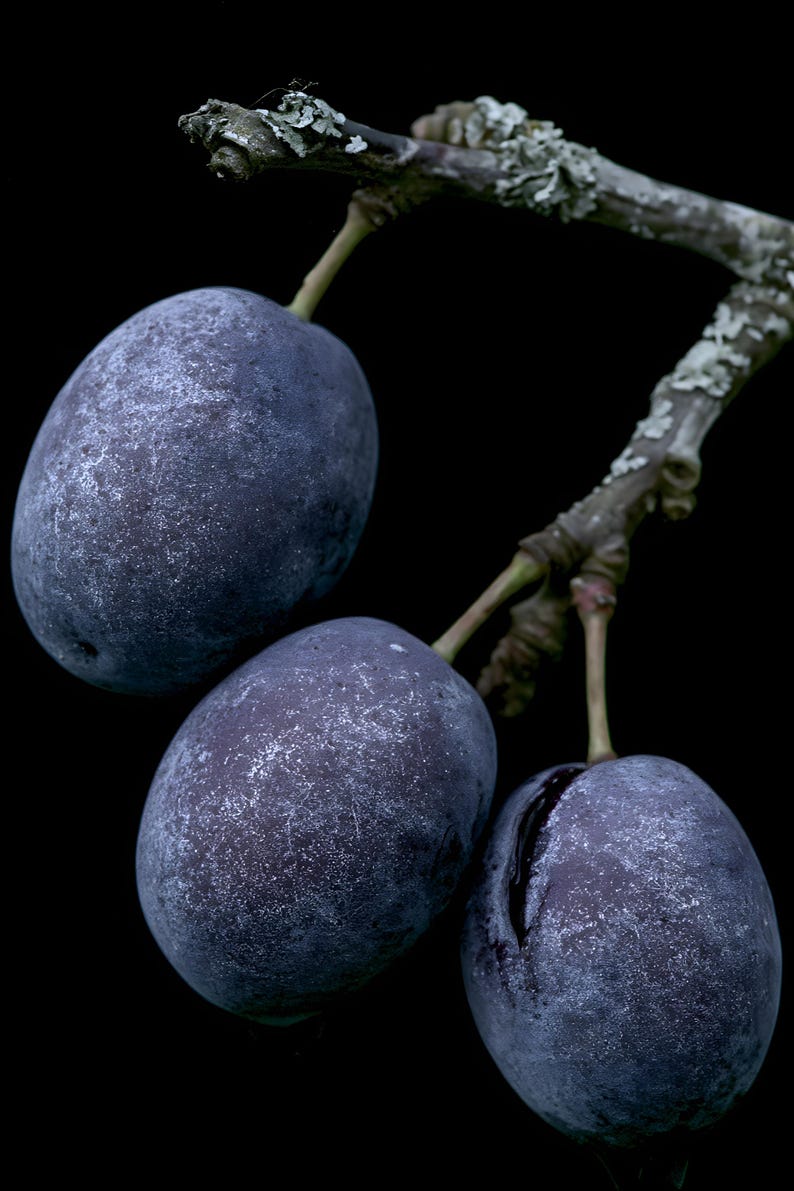 Damson Plums Print, Fruit on Twig Art, Dark Cottagecore Kitchen Art, Plum Blue Printable image 4