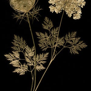 May include: A dried botanical specimen featuring two distinct flower heads and delicate, fern-like foliage. One flower head is a tightly curled, nest-like structure, while the other is a wide, flat, lace-like umbel. The plant is light beige.
