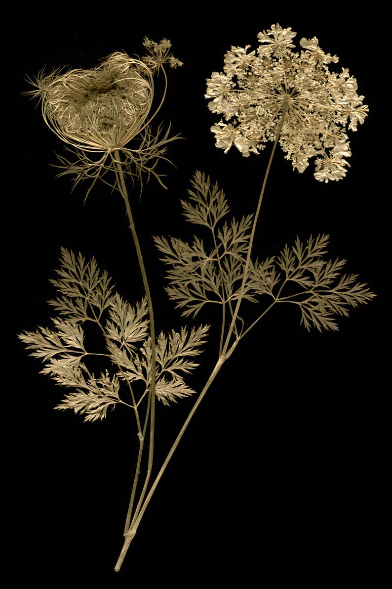 May include: A dried botanical specimen featuring two distinct flower heads and delicate, fern-like foliage. One flower head is a tightly curled, nest-like structure, while the other is a wide, flat, lace-like umbel. The plant is light beige.