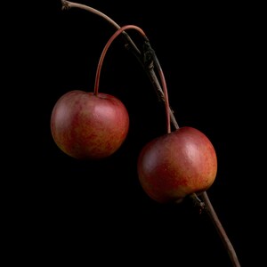 Crab Apples on Branch Herbarium Print, Dark Academia Wall Art (Digital Download) image 12