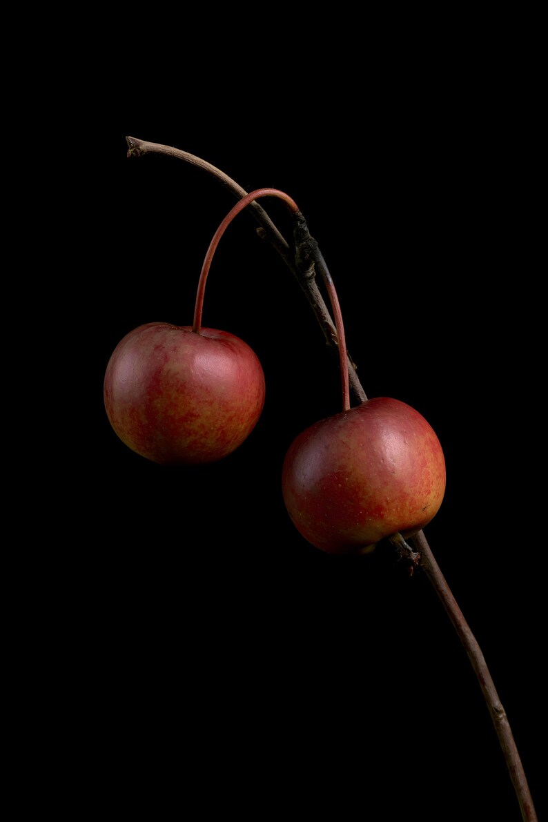 Crab Apples on Branch Herbarium Print, Dark Academia Wall Art (Digital Download) image 12