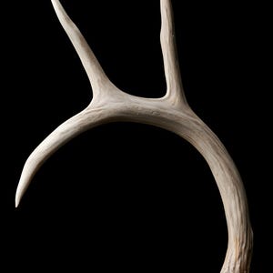 Weathered Antler Print, Dark Academia Wall Art, Gothic Decor (Digital Download) image 8