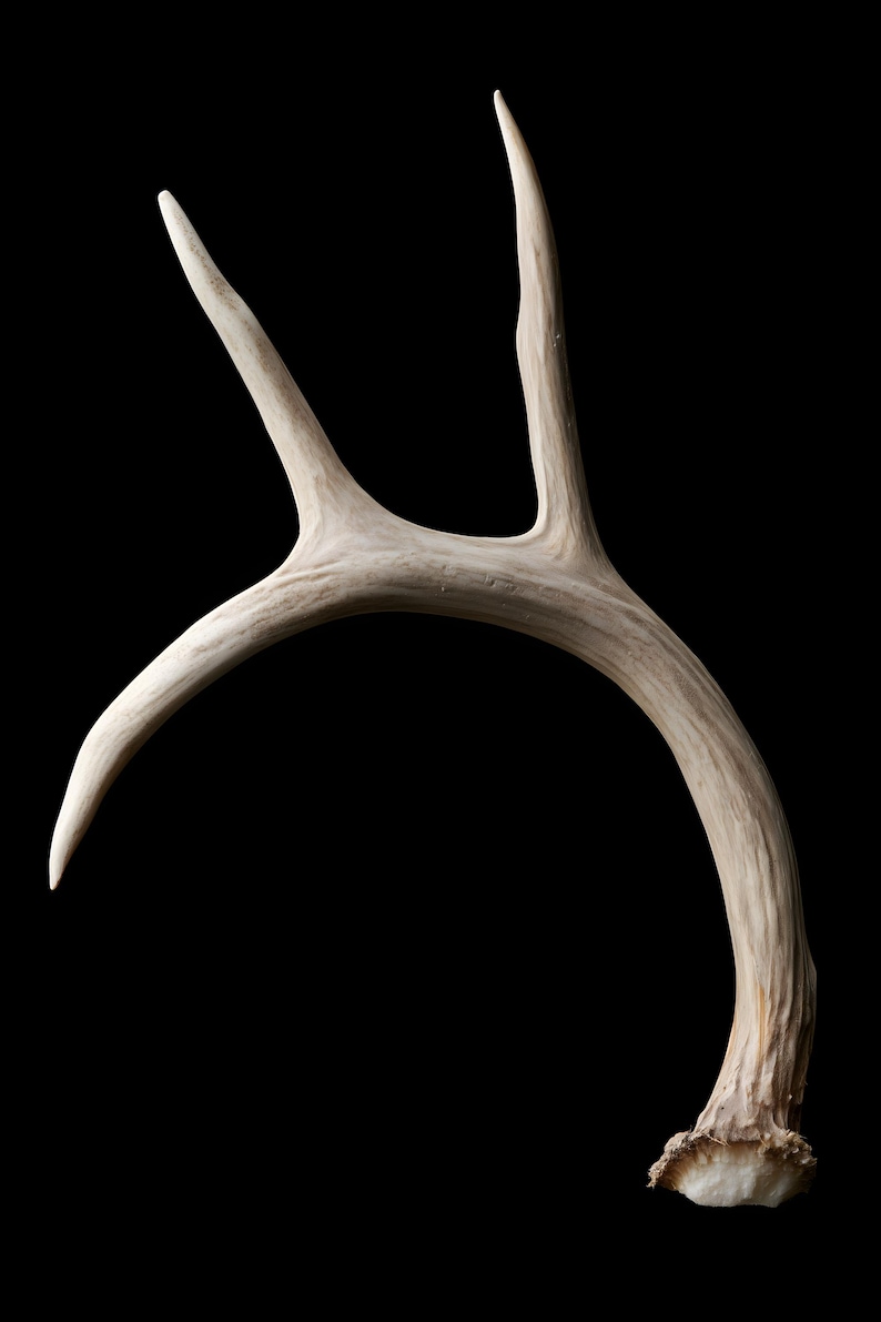 Weathered Antler Print, Dark Academia Wall Art, Gothic Decor (Digital Download) image 8