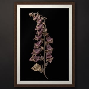 May include: A framed botanical print featuring a single dried foxglove stalk with muted purple and brown bell-shaped flowers against a solid black background. The artwork is enclosed in a simple brown frame with a white mat border surrounding the image.