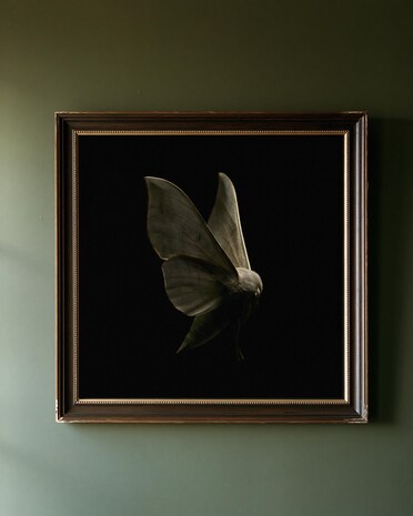 Pale Moth Wings print from the Duskwood Fell shop
