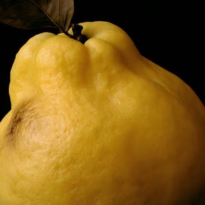 Golden Quince Print, Fruit Still Life Art, Dark Cottagecore Kitchen Art, Mustard Yellow Printable image 4