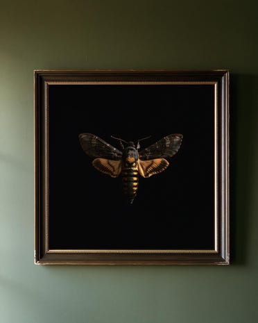Death's-Head Hawkmoth print from the Duskwood Fell shop