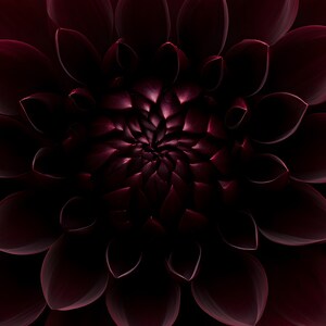 Black Dahlia Print, Dark Academia Wall Art, Gothic Cabinet of Curiosities Decor, Digital Download image 4