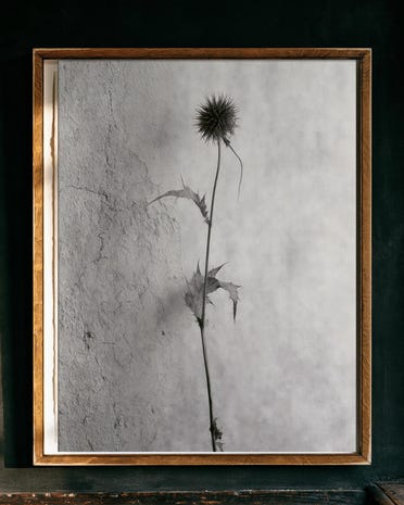 Globe Thistle print from the Duskwood Fell shop