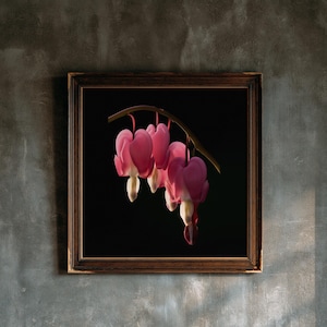 May include: A square framed wall art piece featuring a botanical illustration of pink and white bleeding heart flowers hanging from a curved stem against a solid black background, enclosed in a dark brown wooden frame with ornate detailing.