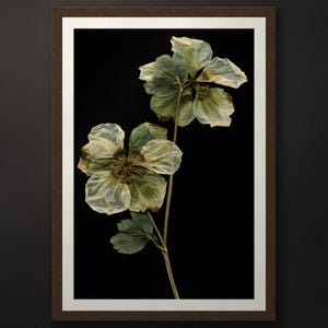 May include: A framed botanical print featuring two pressed, dried flowers with pale green and cream-coloured petals on a thin stem with small leaves. The floral specimen is set against a solid black background and enclosed in a dark brown frame.