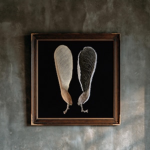 May include: A square framed wall art piece featuring two large, winged samara seeds displayed against a solid black background. The left seed is light beige with a fibrous texture, while the right seed is dark brown with a white, frayed edge.