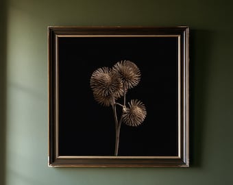 Könnte beinhalten: Ein quadratisches Wandbild in einem dunkelbraunen Rahmen mit goldenen Innendetails. Das Kunstwerk zeigt eine botanische Illustration von drei stacheligen, goldbraunen Distelsamenköpfen an einem einzelnen Stiel vor einem schwarzen Hintergrund.