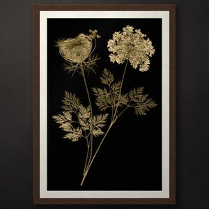 May include: A framed wall art piece featuring two golden, dried botanical specimens against a solid black background. The artwork is enclosed in a dark brown frame with a white mat border, showcasing intricate, lacy plant textures and stems.
