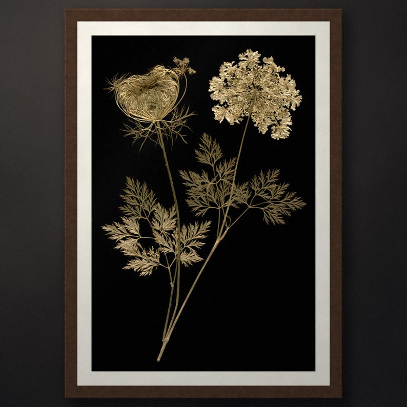 May include: A framed wall art piece featuring two golden, dried botanical specimens against a solid black background. The artwork is enclosed in a dark brown frame with a white mat border, showcasing intricate, lacy plant textures and stems.