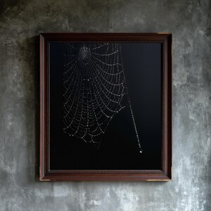 May include: A square wall art piece featuring a detailed spider web against a solid black background. The web is adorned with numerous small, clear water droplets. The artwork is encased in a dark brown wooden frame with a beaded inner edge.
