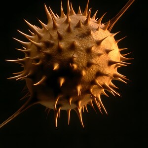 Datura Seed Pod Poison Garden Print, Dark Academia Gothic Wall Art (Digital Download) image 4