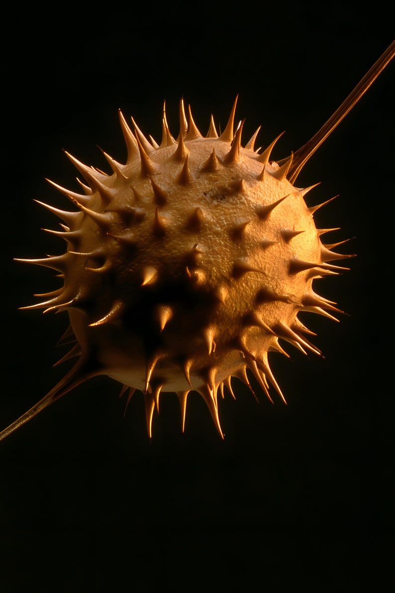 Datura Seed Pod Poison Garden Print, Dark Academia Gothic Wall Art (Digital Download) image 4